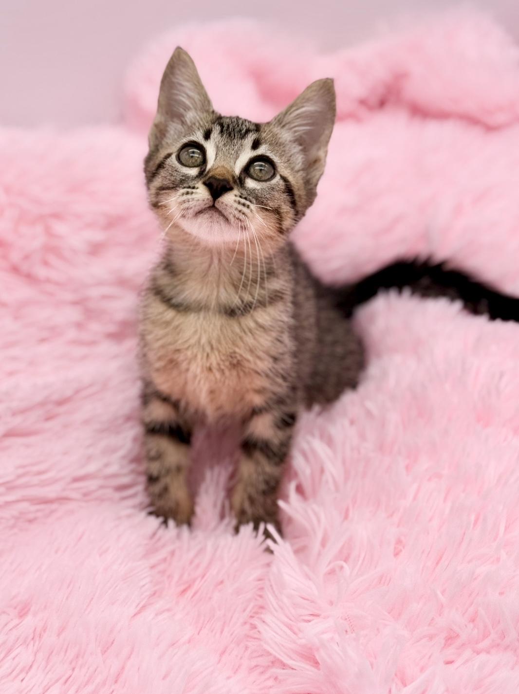 Enlarge Nutter Butter, a Adoptable Tabby in Covington, LA image 4/6