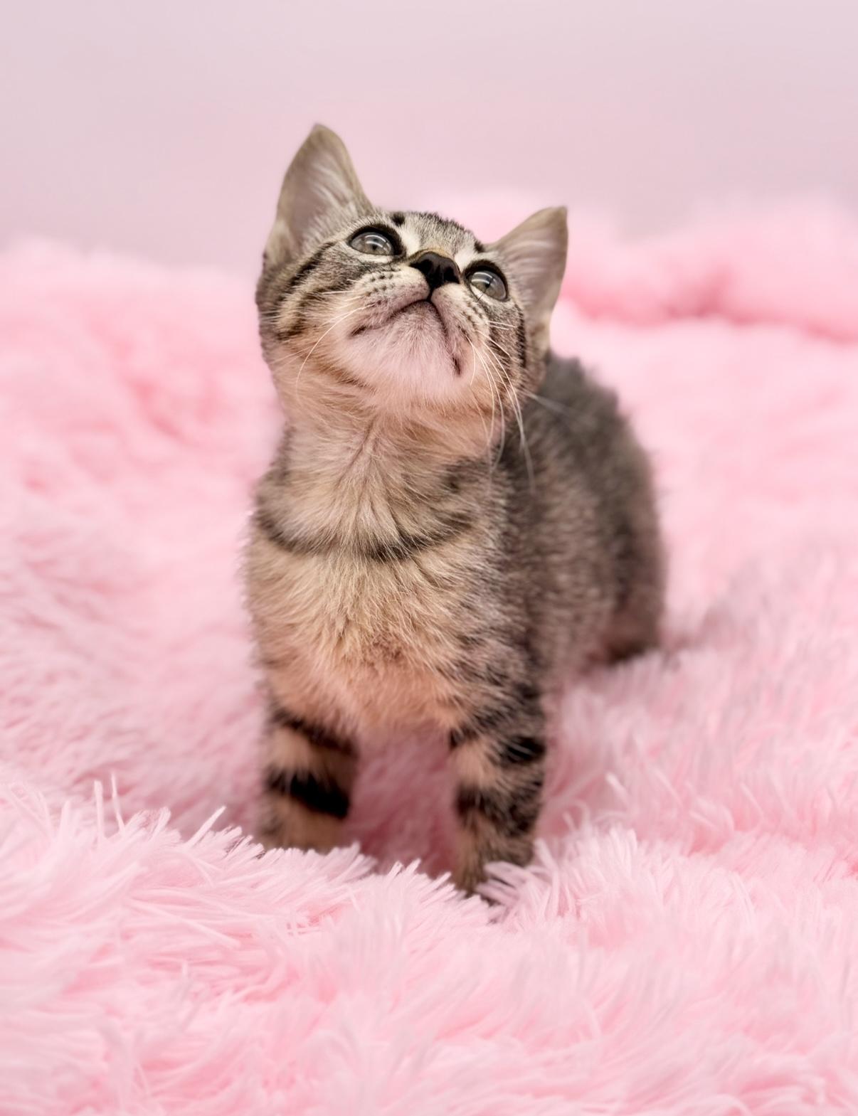 Enlarge Nutter Butter, a Adoptable Tabby in Covington, LA image 5/6