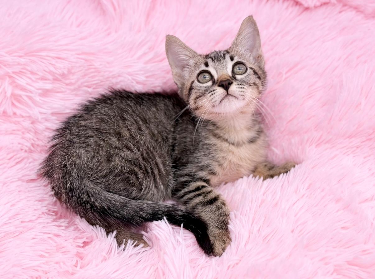 Enlarge Nutter Butter, a Adoptable Tabby in Covington, LA image 6/6