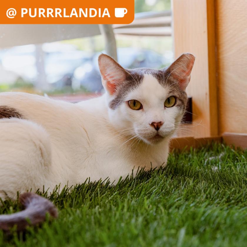 Enlarge Slim Jim, a Adoptable Domestic Short Hair in Los Angeles, CA image 1/1