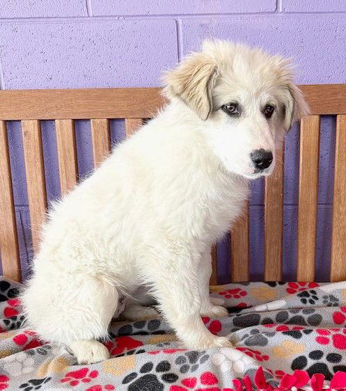 **WINTER**, Adopted, Puppy Female Great Pyrenees.