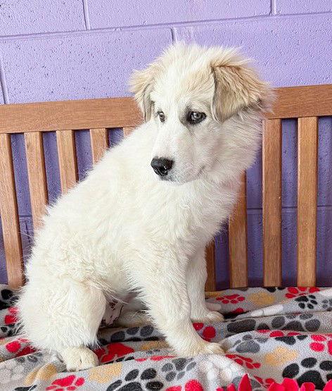 **WINTER**, a Adopted Great Pyrenees in North Prairie, WI image 2/2