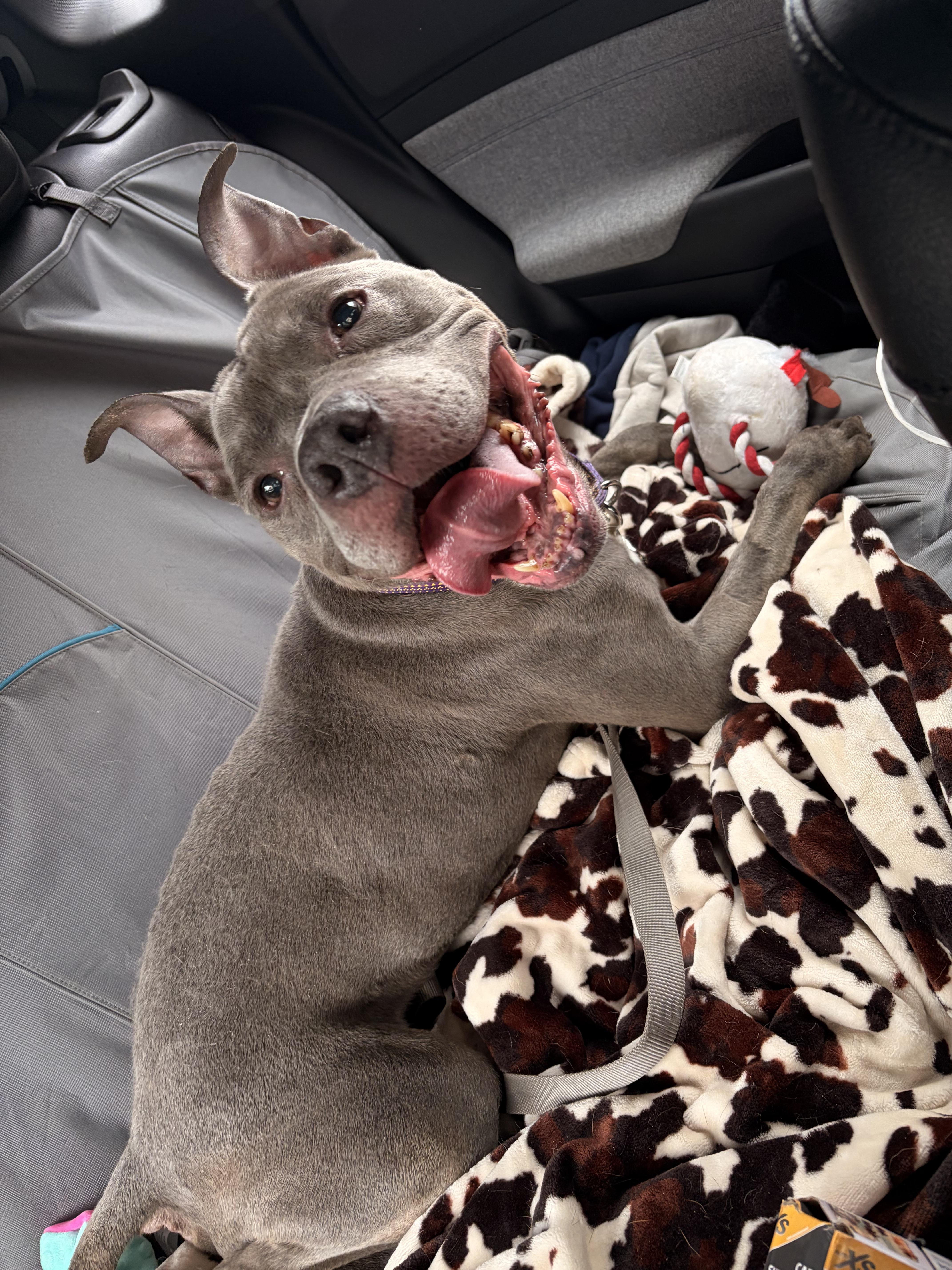Enlarge Silver, a Adopted mixed breed in greer, SC image 4/6