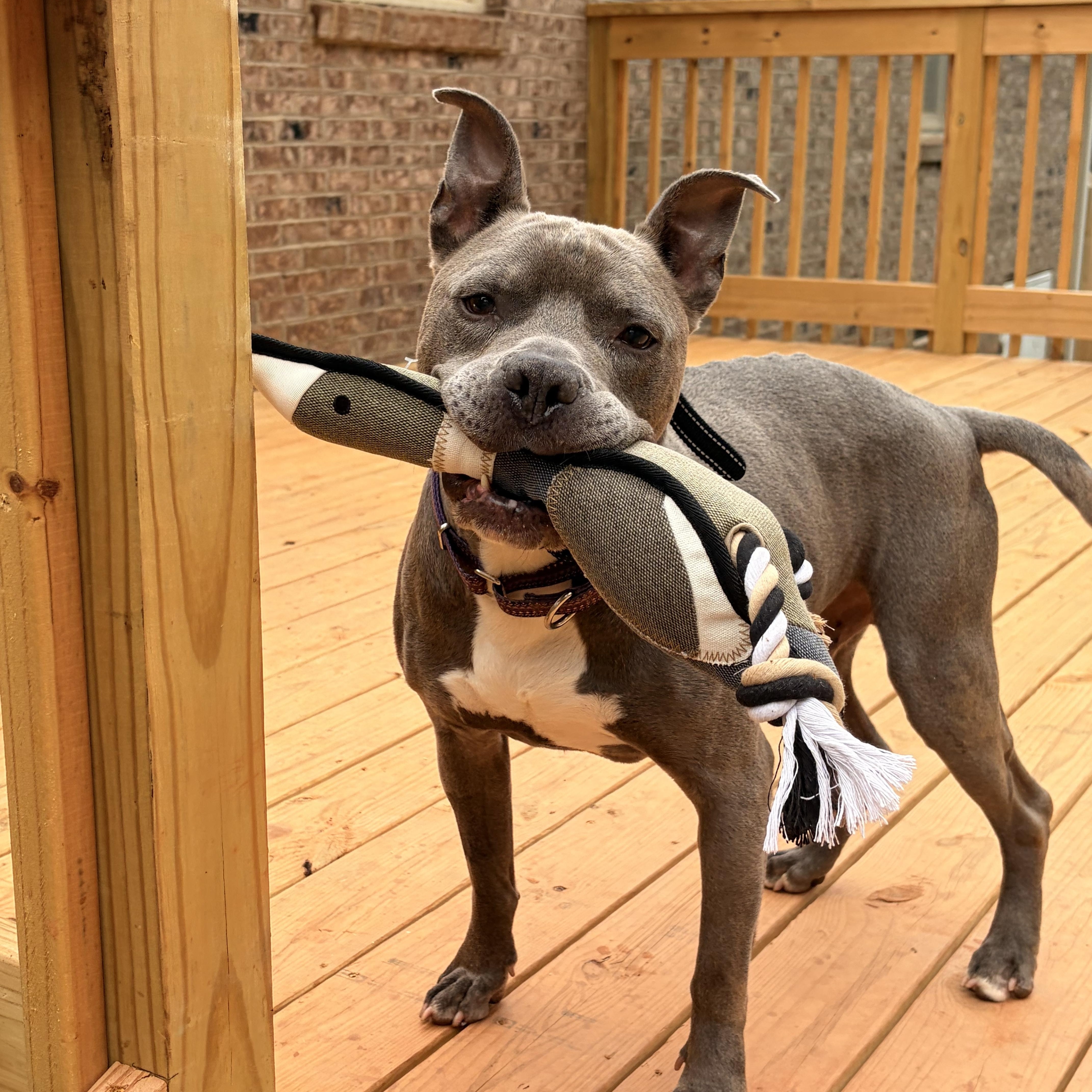 Silver, Adopted, Senior Male American Bully & American Staffordshire Terrier.
