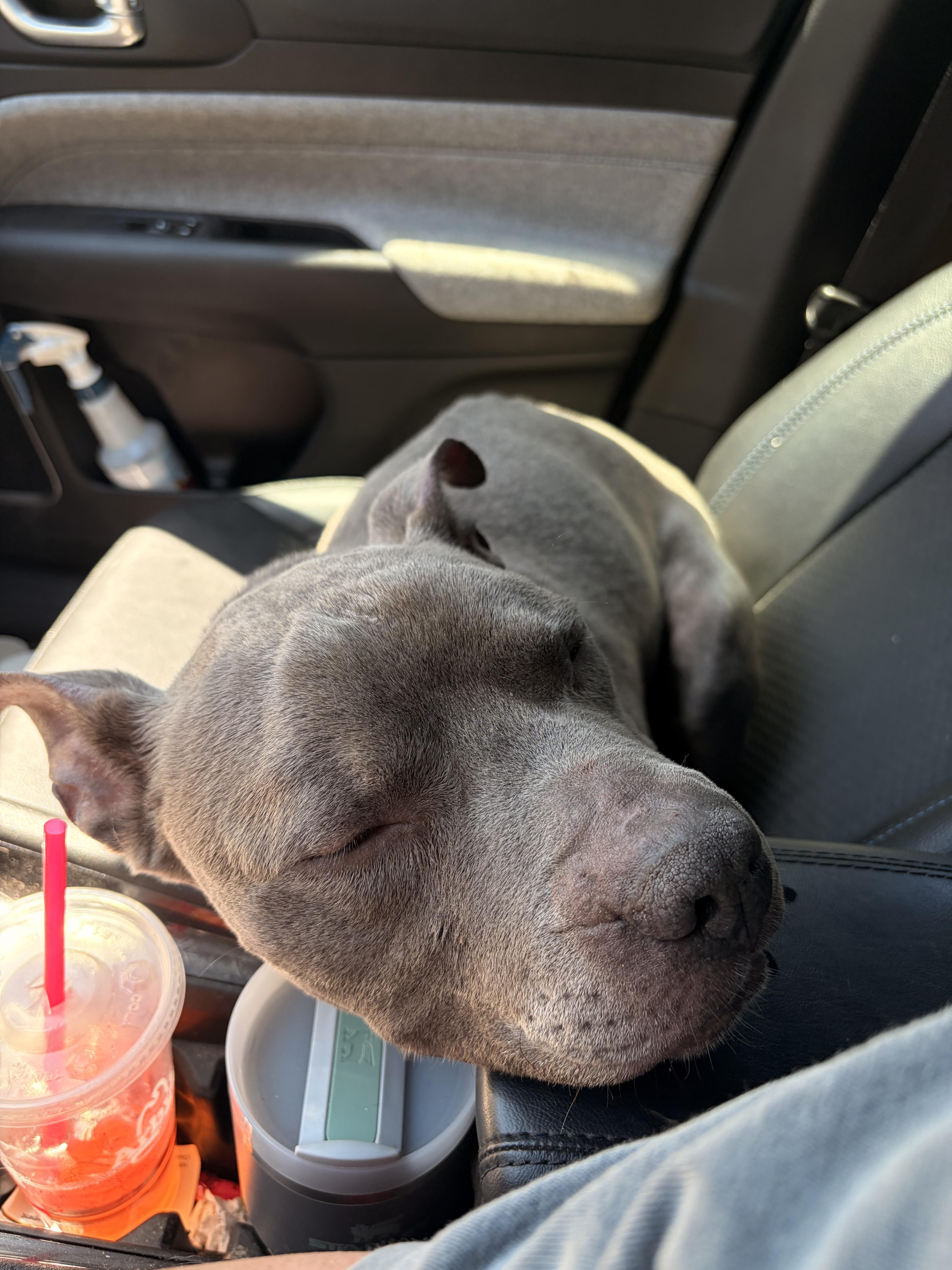 Enlarge Silver, a Adopted mixed breed in greer, SC image 3/6