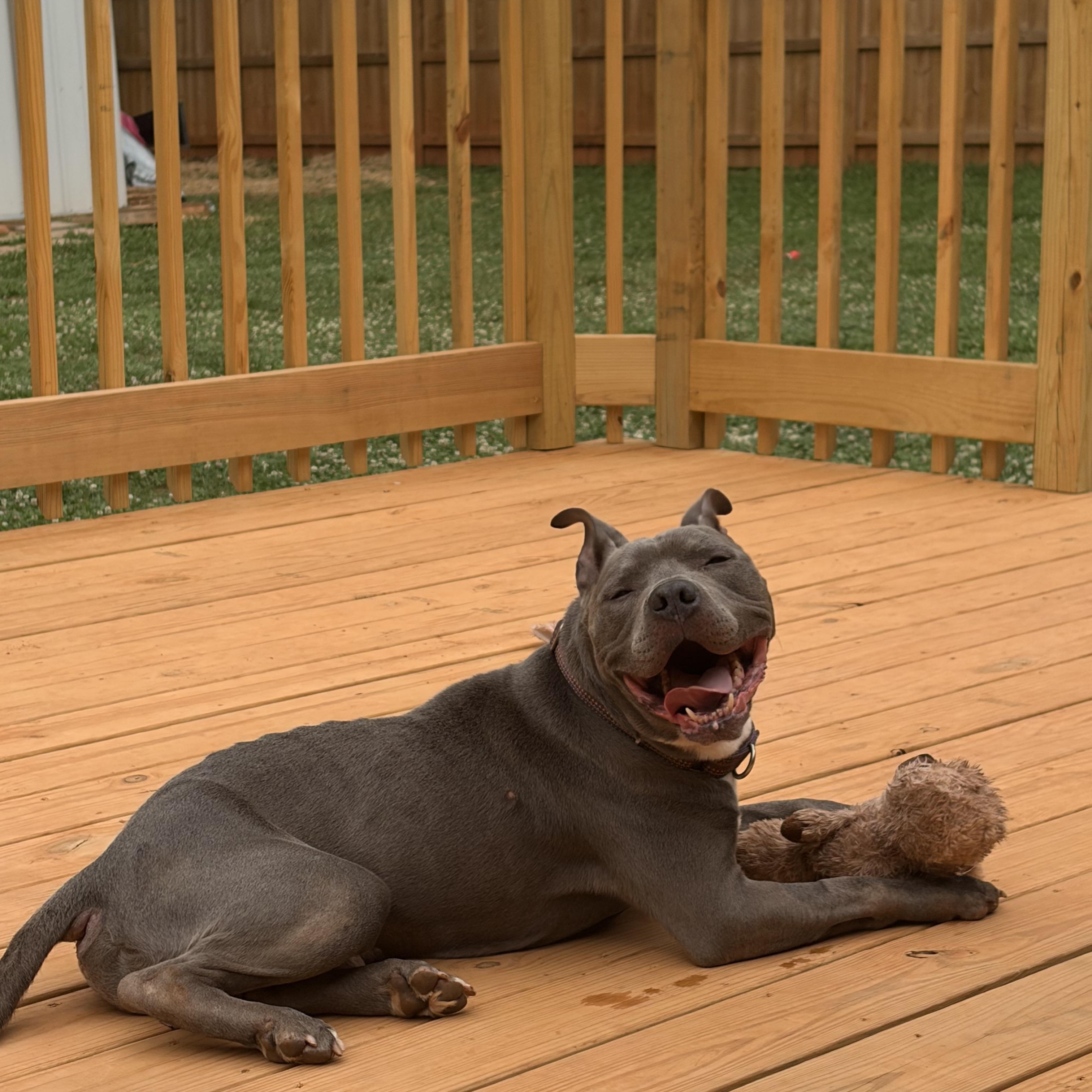 Enlarge Silver, a Adopted mixed breed in greer, SC image 2/6