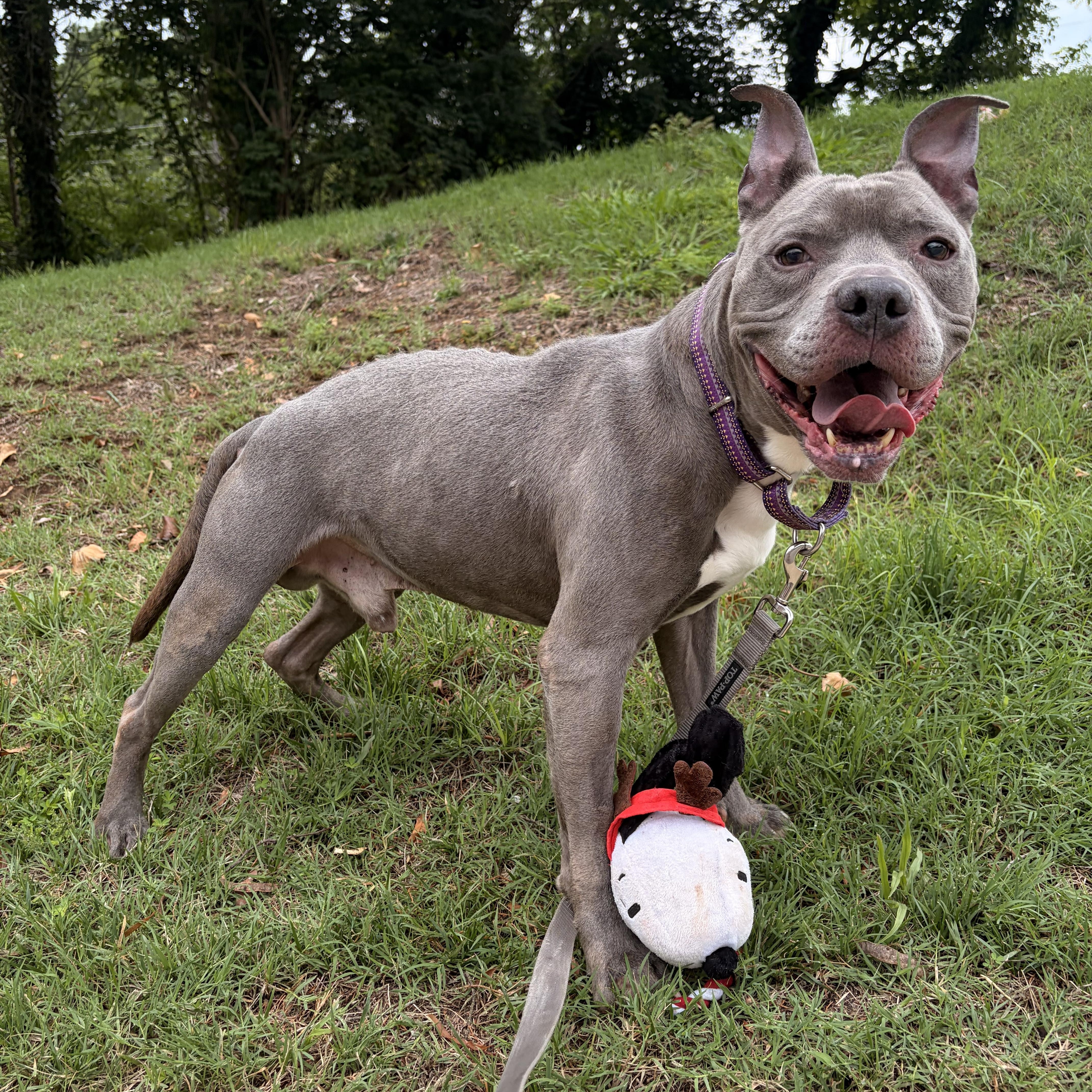 Enlarge Silver, a Adopted mixed breed in greer, SC image 5/6