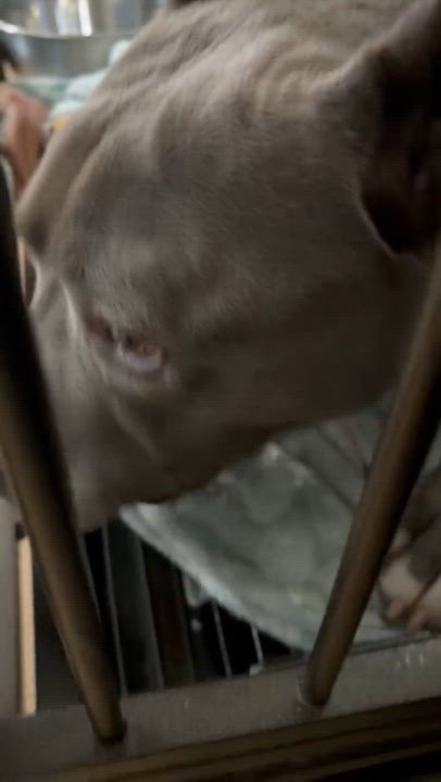 Enlarge Silver, a Adopted mixed breed in greer, SC video 6/6