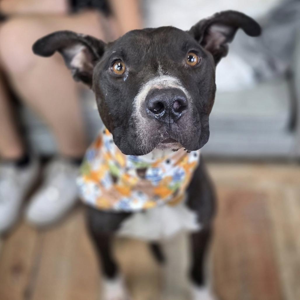 Enlarge Q-Tip, a Adoptable Pit Bull Terrier in East Saint Louis, IL image 1/6