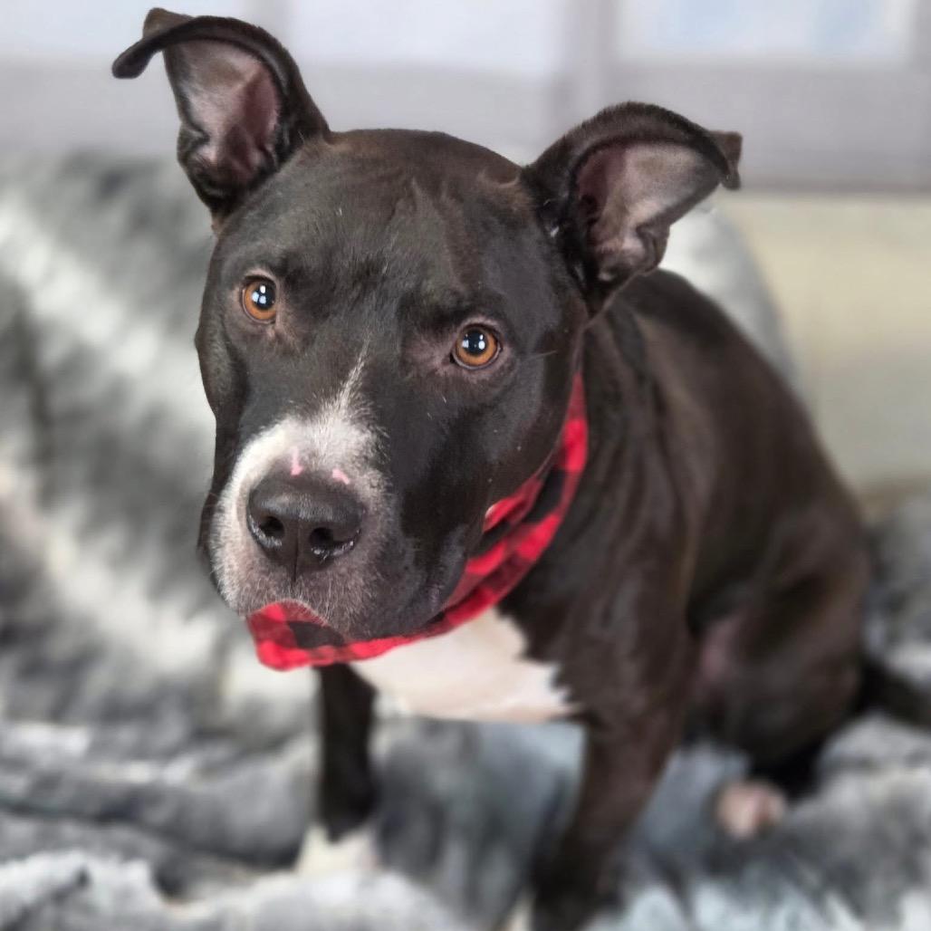 Enlarge Q-Tip, a Adoptable Pit Bull Terrier in East Saint Louis, IL image 2/6