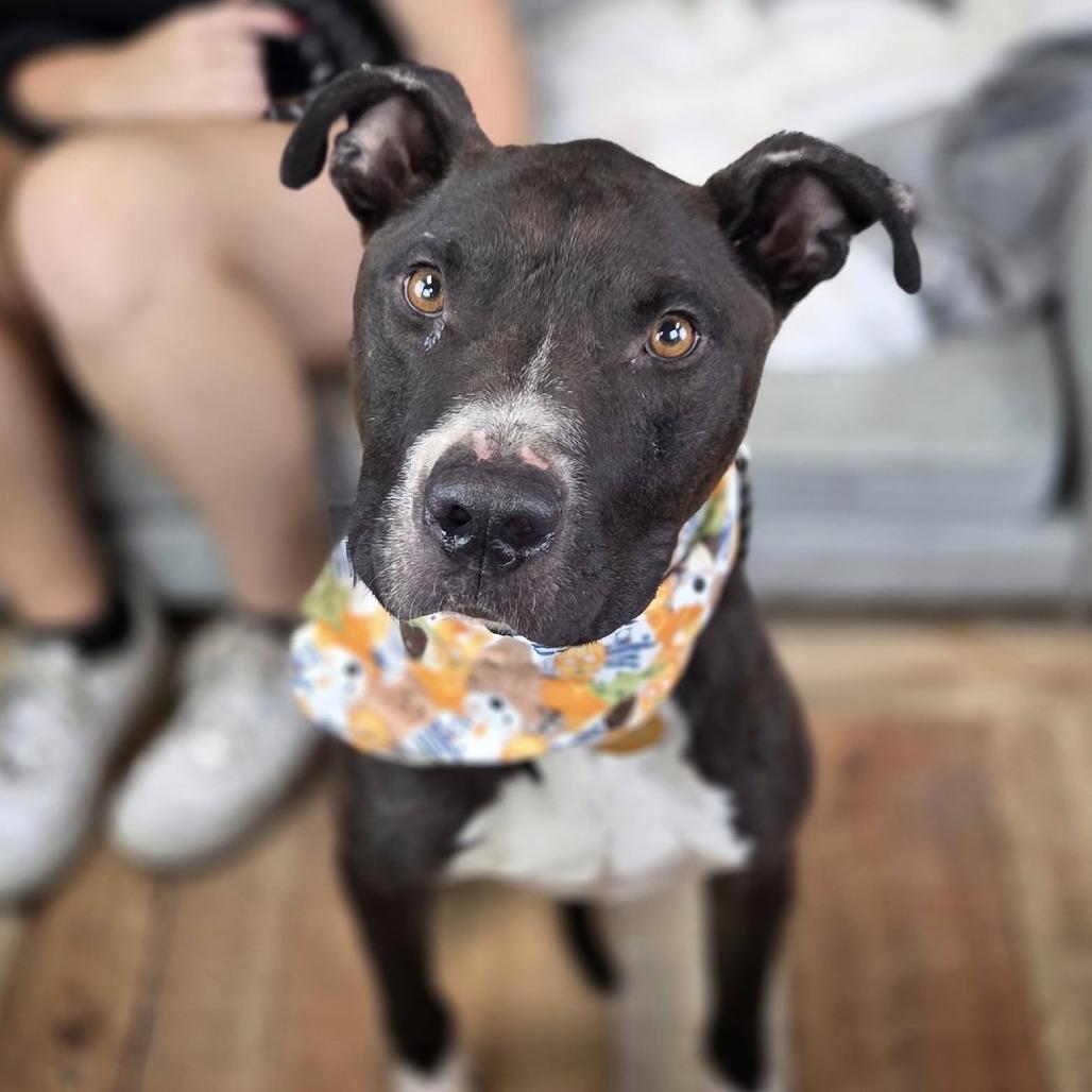 Enlarge Q-Tip, a Adoptable Pit Bull Terrier in East Saint Louis, IL image 3/6