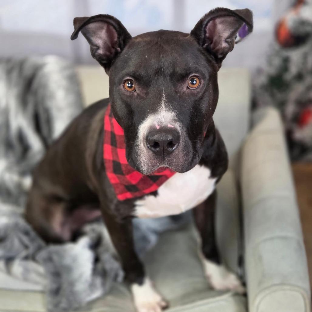 Q-Tip, Adoptable, Adult Male Pit Bull Terrier & American Staffordshire Terrier.