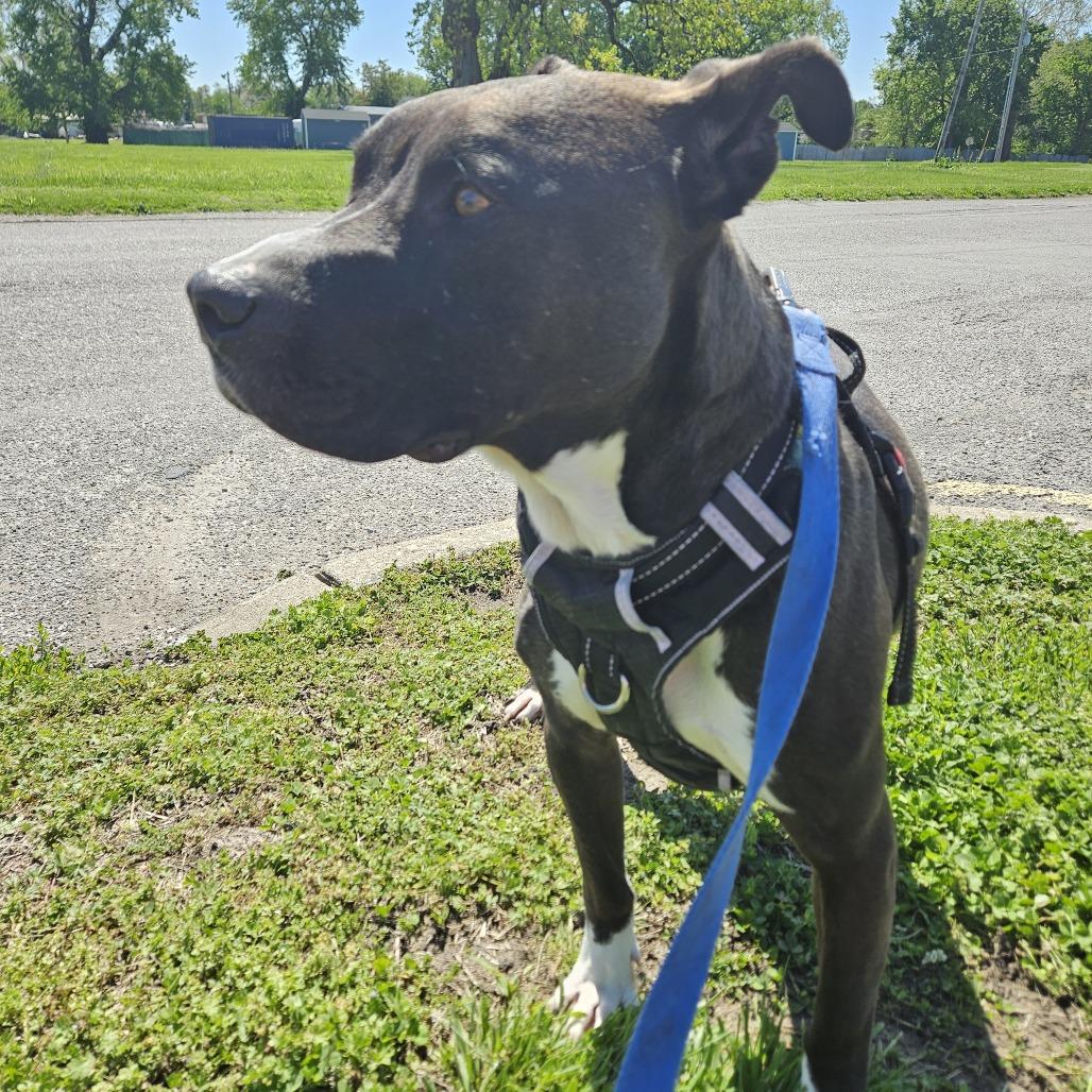 Q-Tip, a Adoptable mixed breed in East Saint Louis, IL image 3/6