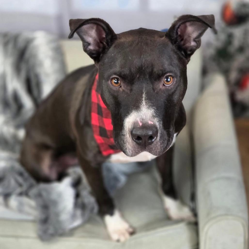Enlarge Q-Tip, a Adoptable Pit Bull Terrier in East Saint Louis, IL image 5/6