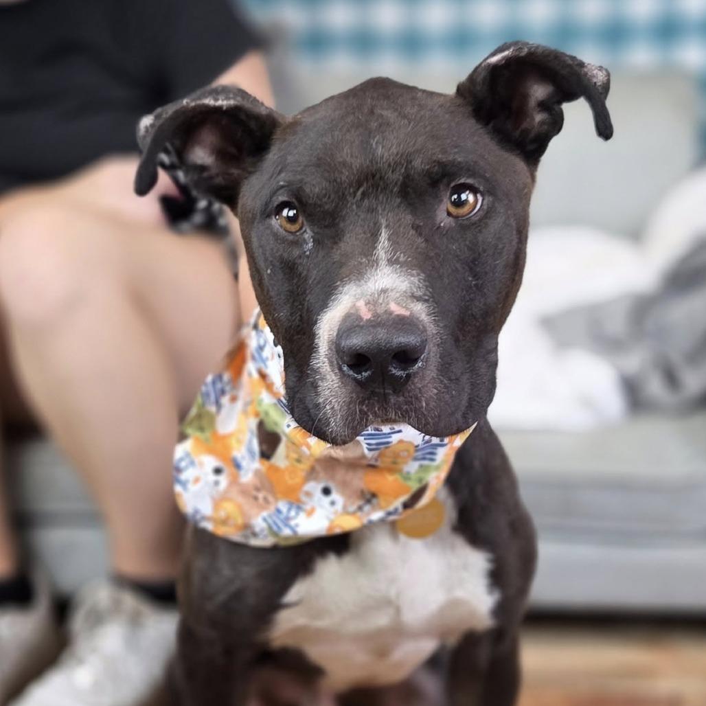 Enlarge Q-Tip, a Adoptable Pit Bull Terrier in East Saint Louis, IL image 6/6