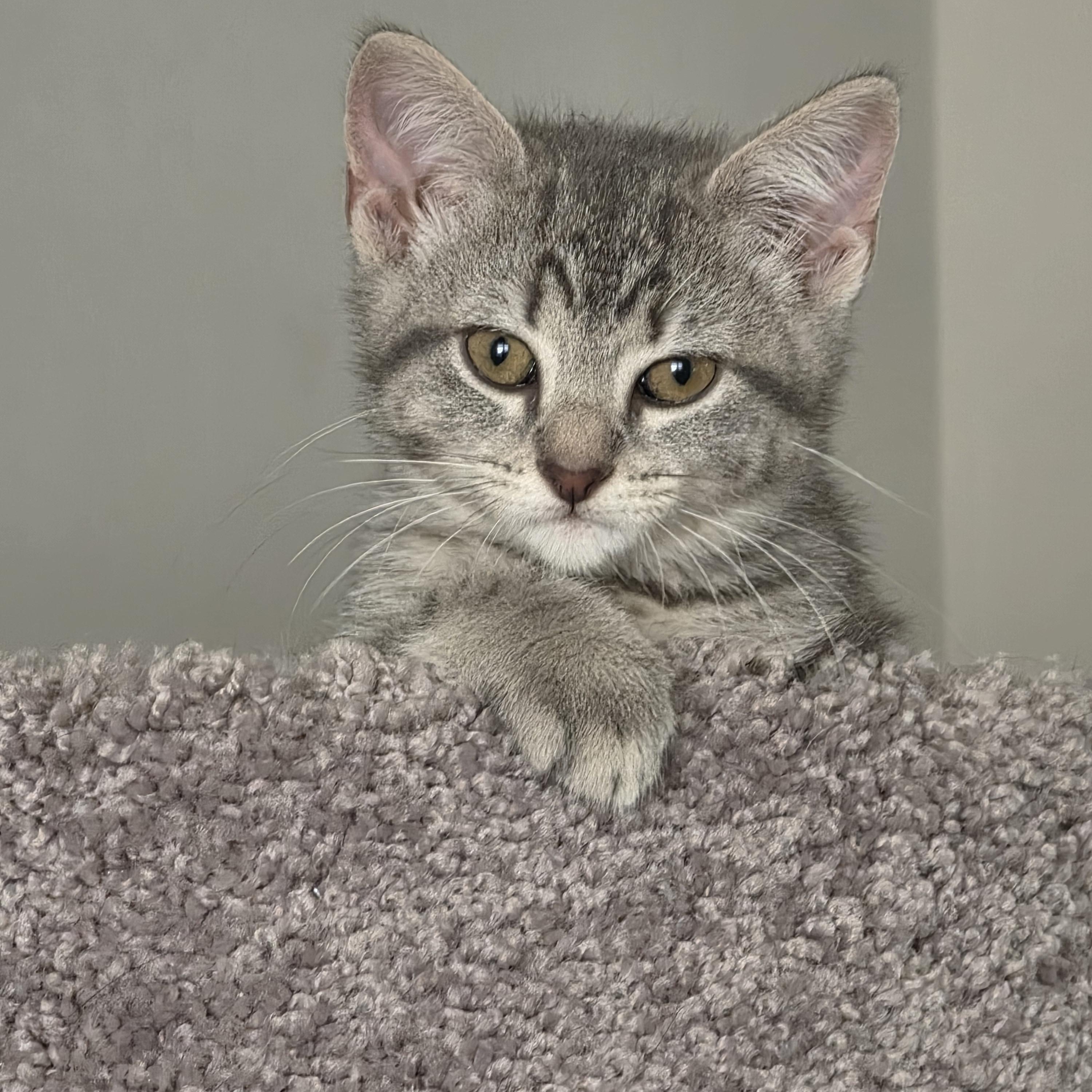 George and Gigi, a ADOPTABLE Domestic Short Hair in Leesburg, VA image 3/4