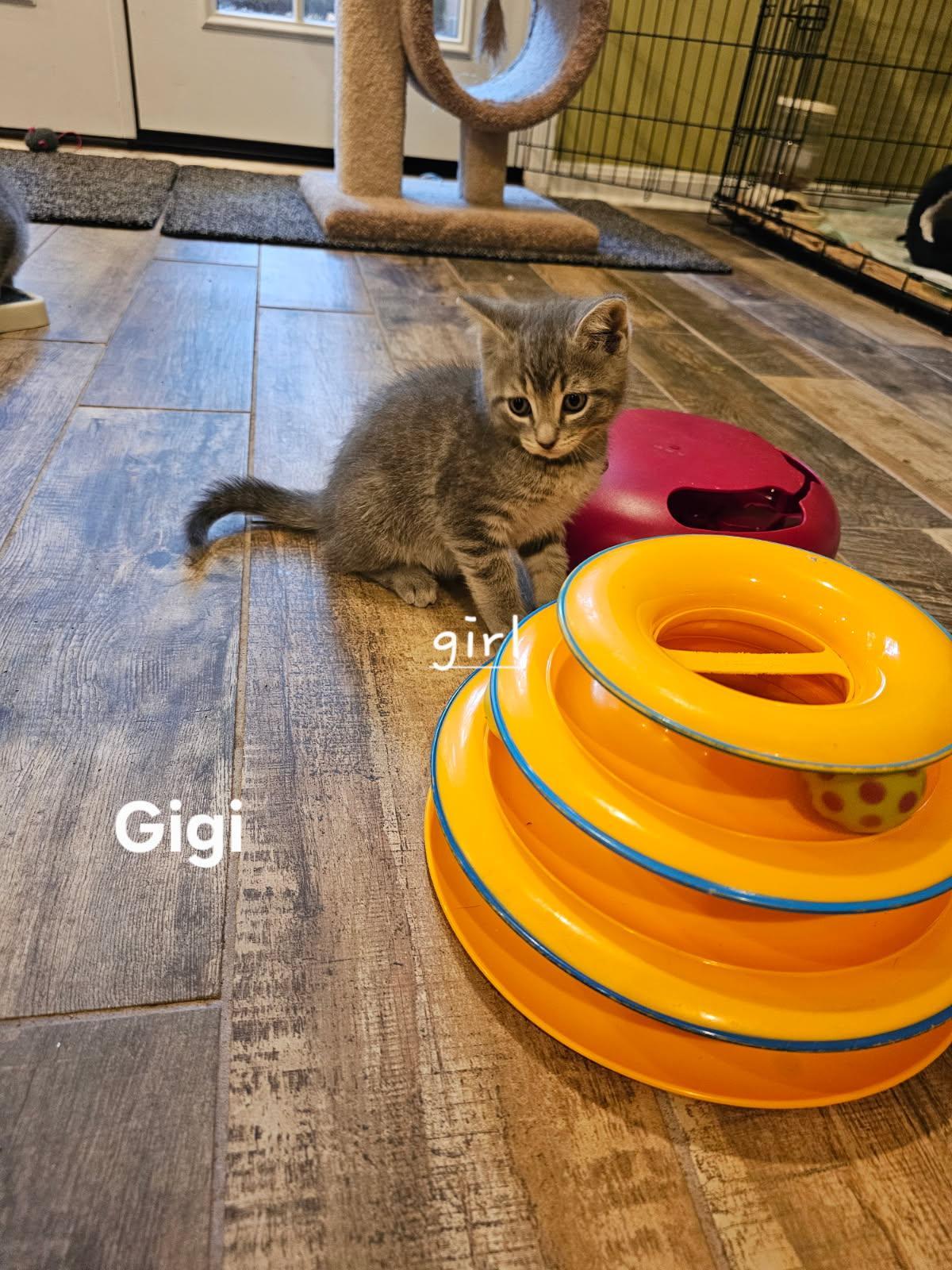 George and Gigi, a ADOPTABLE Domestic Short Hair in Leesburg, VA image 2/2