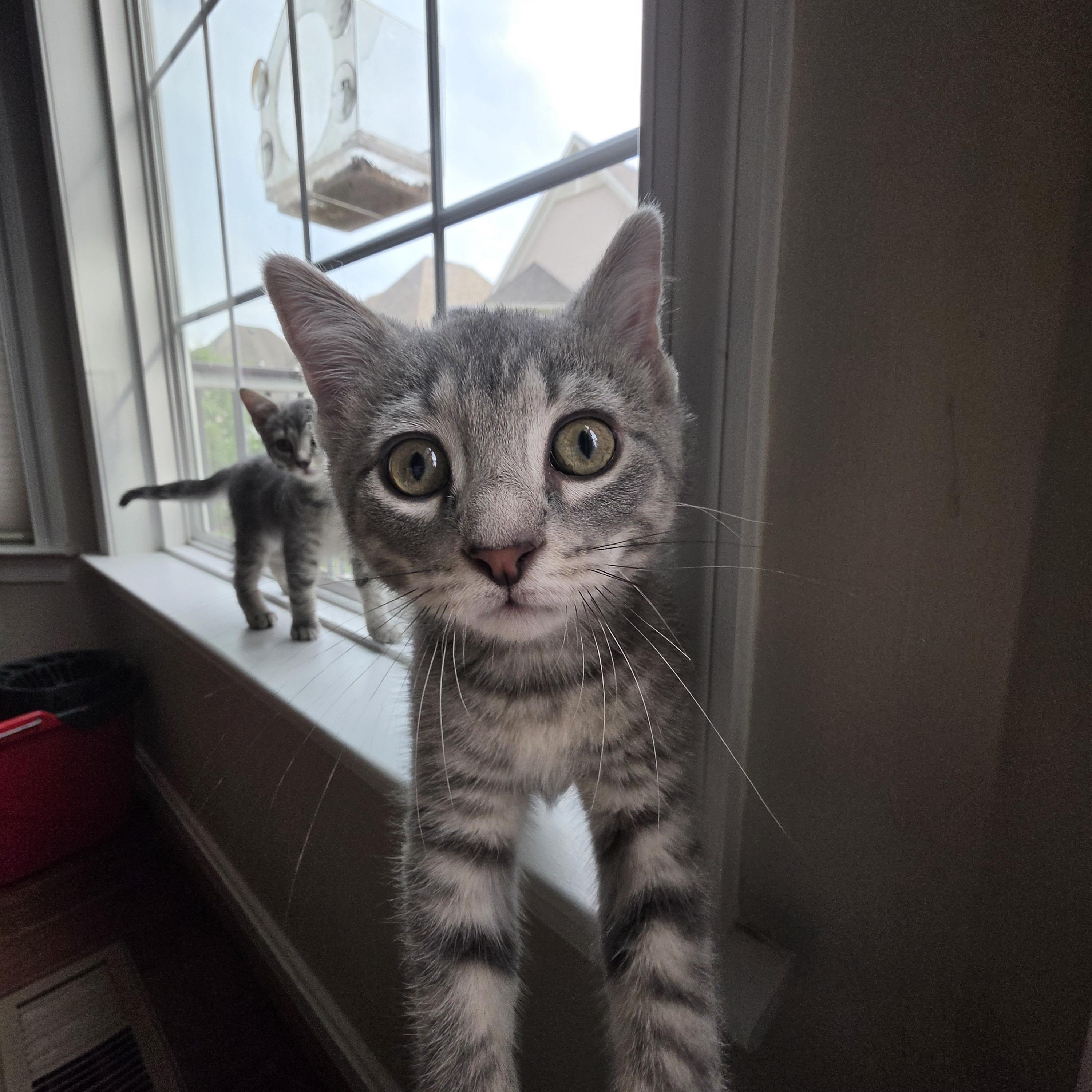 George and Gigi, a ADOPTABLE Domestic Short Hair in Leesburg, VA image 4/4