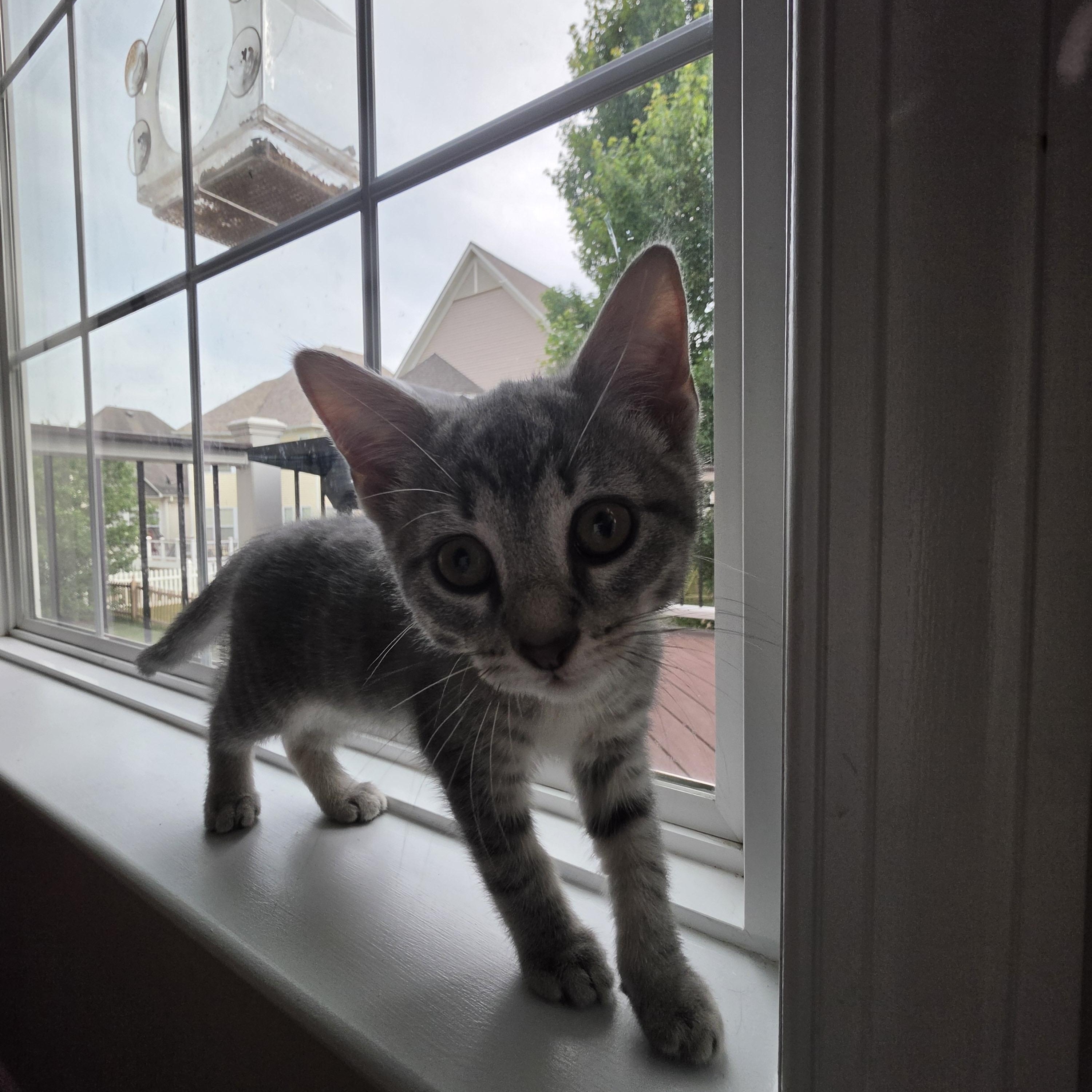 George and Gigi, a ADOPTABLE Domestic Short Hair in Leesburg, VA image 2/4