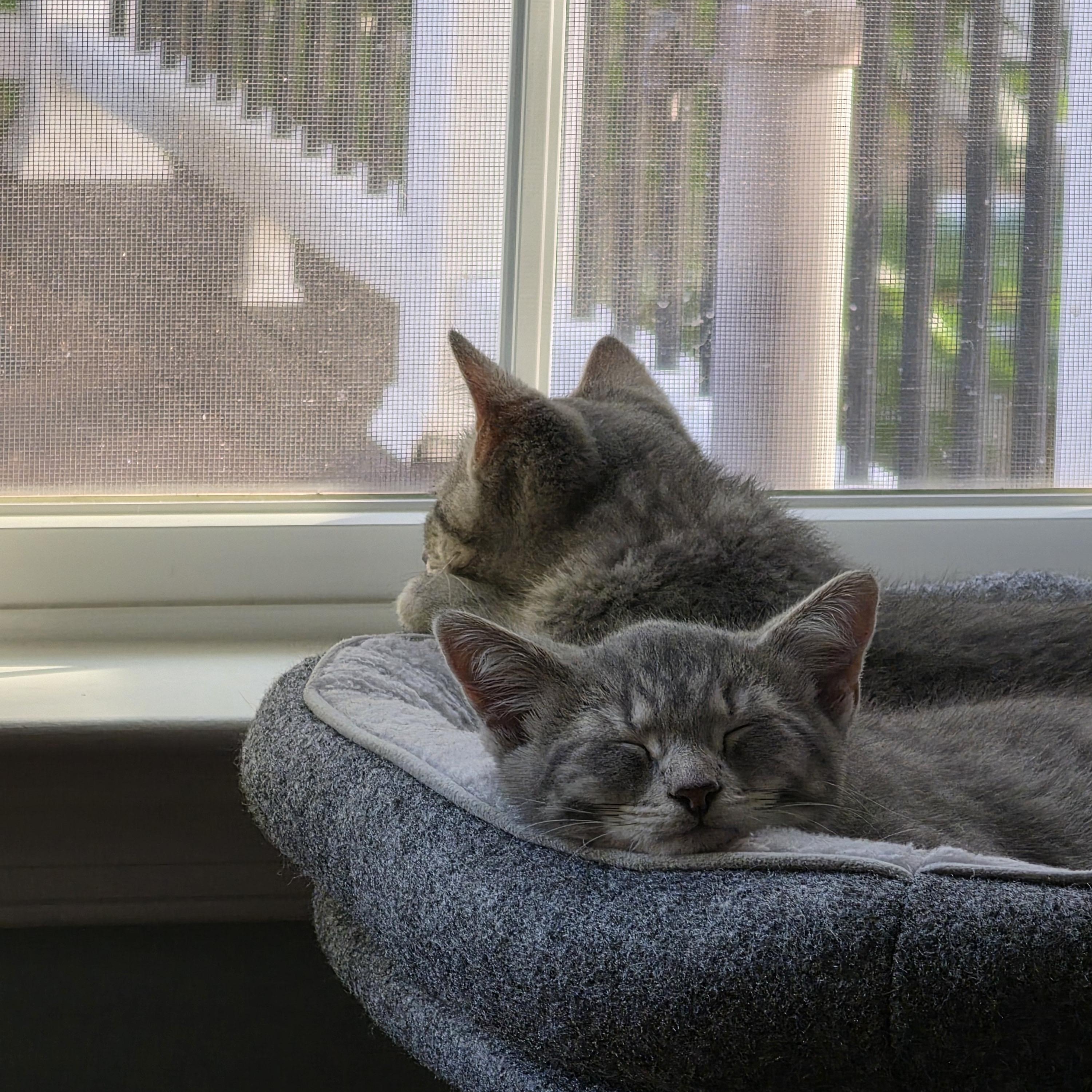 George and Gigi, a ADOPTABLE Domestic Short Hair in Leesburg, VA image 1/4