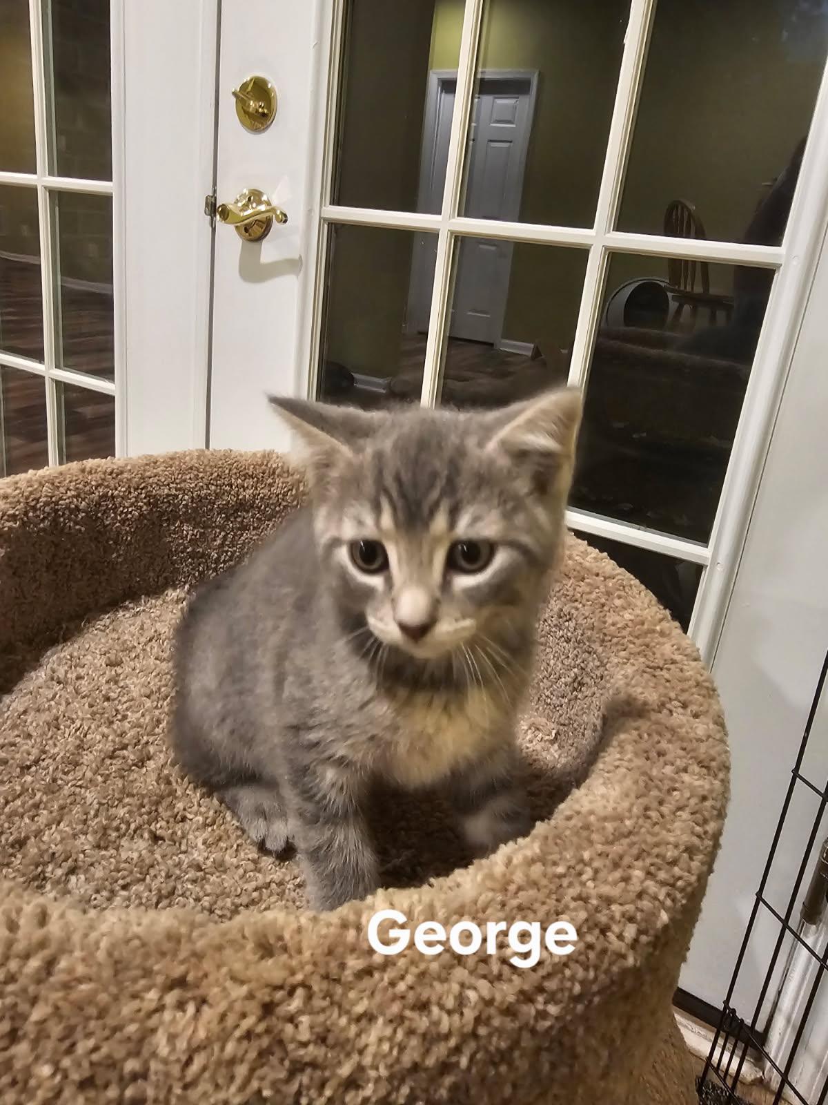 George and Gigi, ADOPTABLE, Kitten Male Domestic Short Hair.