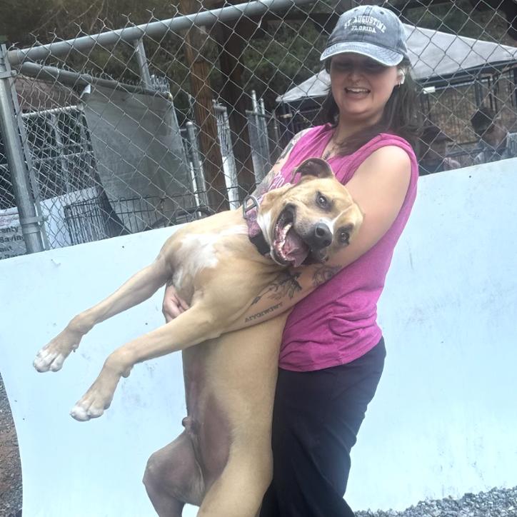 Marshall, Adoptable, Adult Male Terrier & Pit Bull Terrier.
