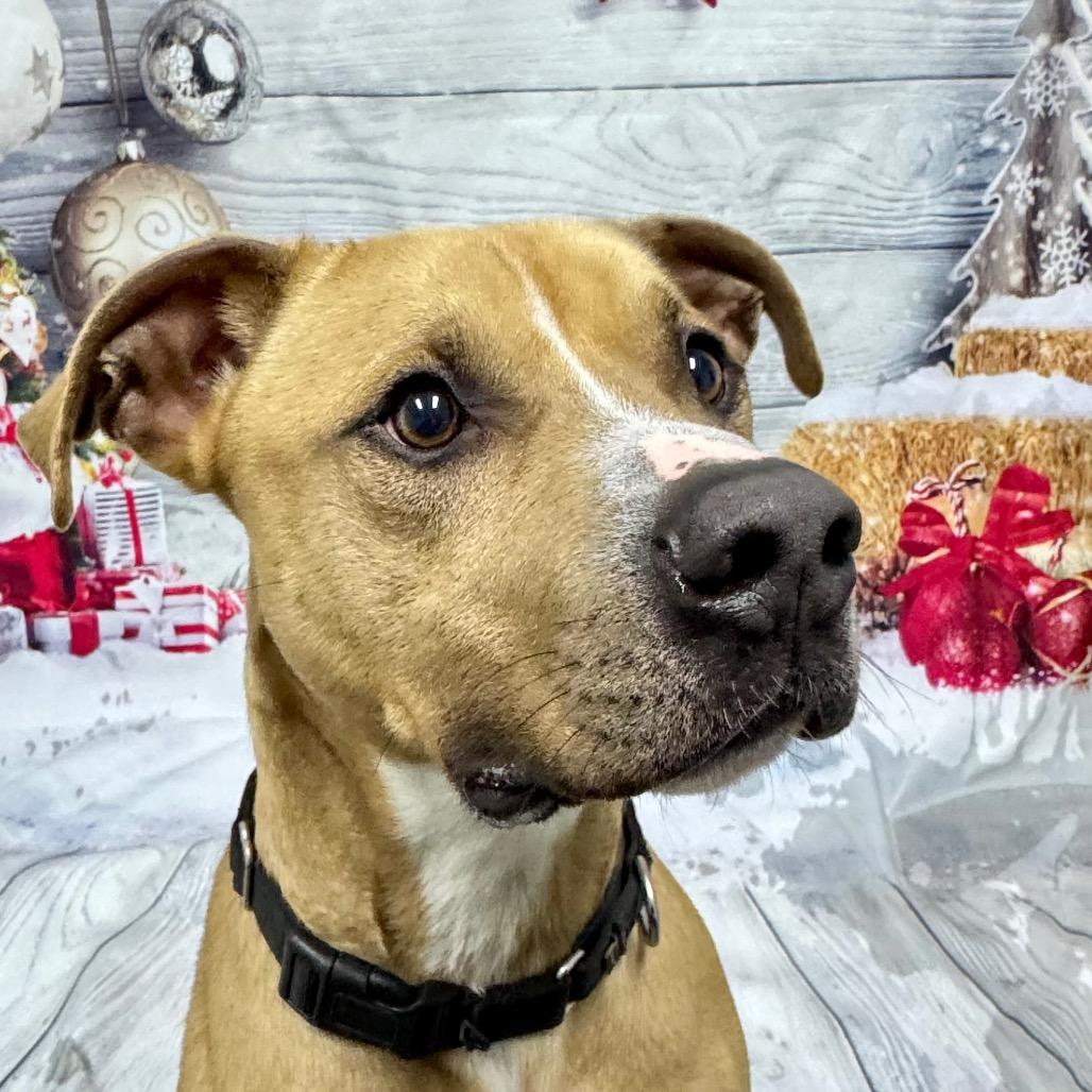 Enlarge Marshall, a Adoptable mixed breed in Franklin, NC image 1/6