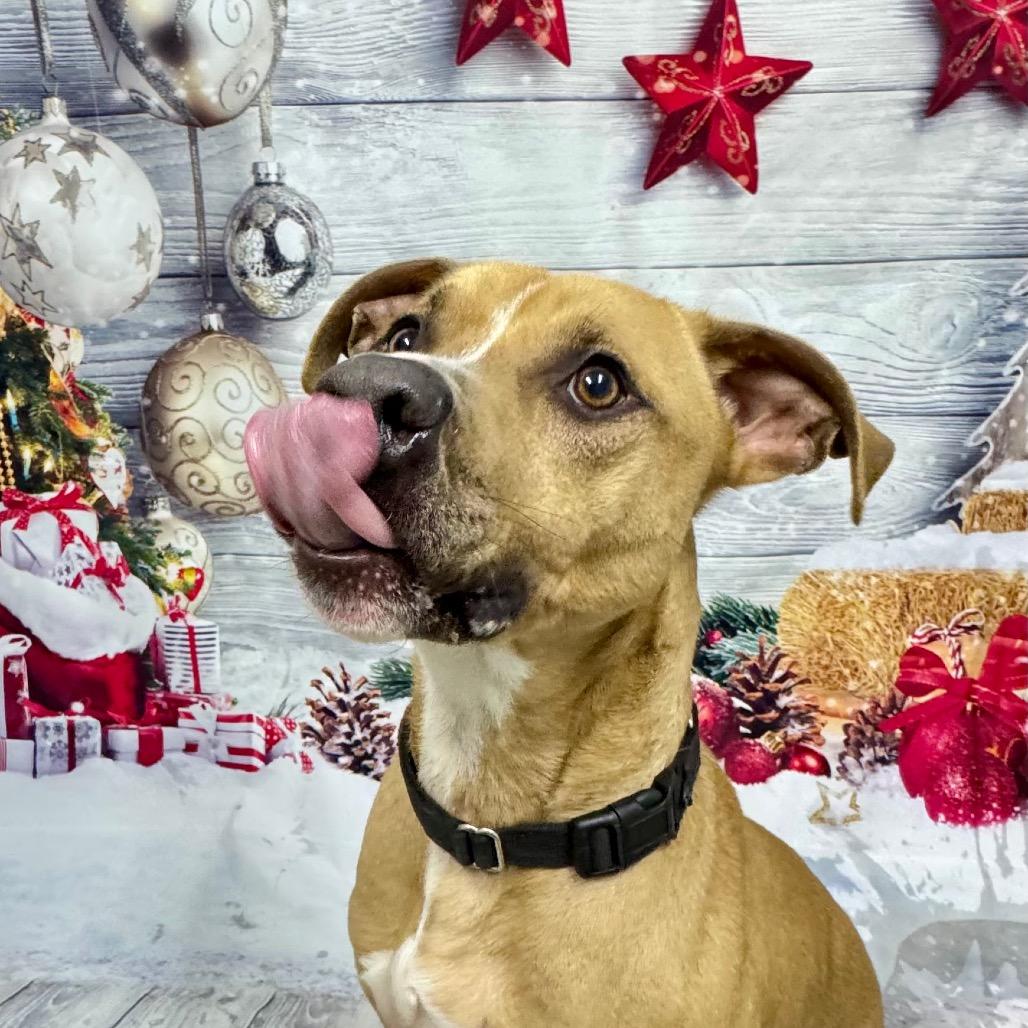 Enlarge Marshall, a Adoptable mixed breed in Franklin, NC image 2/6