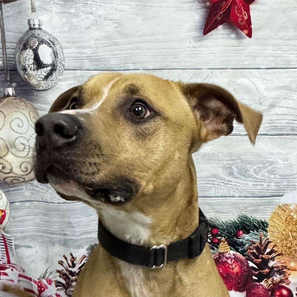 Enlarge Marshall, a Adoptable mixed breed in Franklin, NC image 3/6