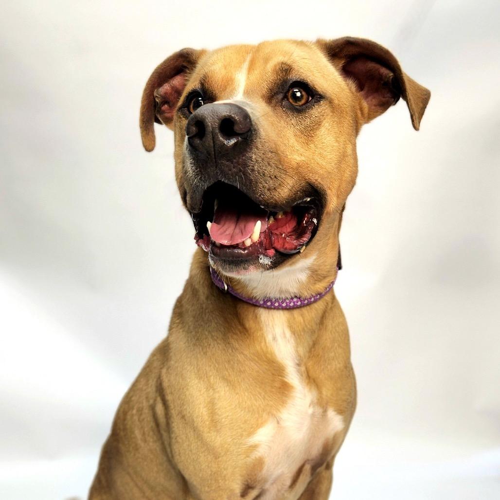 Enlarge Marshall, a Adoptable mixed breed in Franklin, NC image 4/6