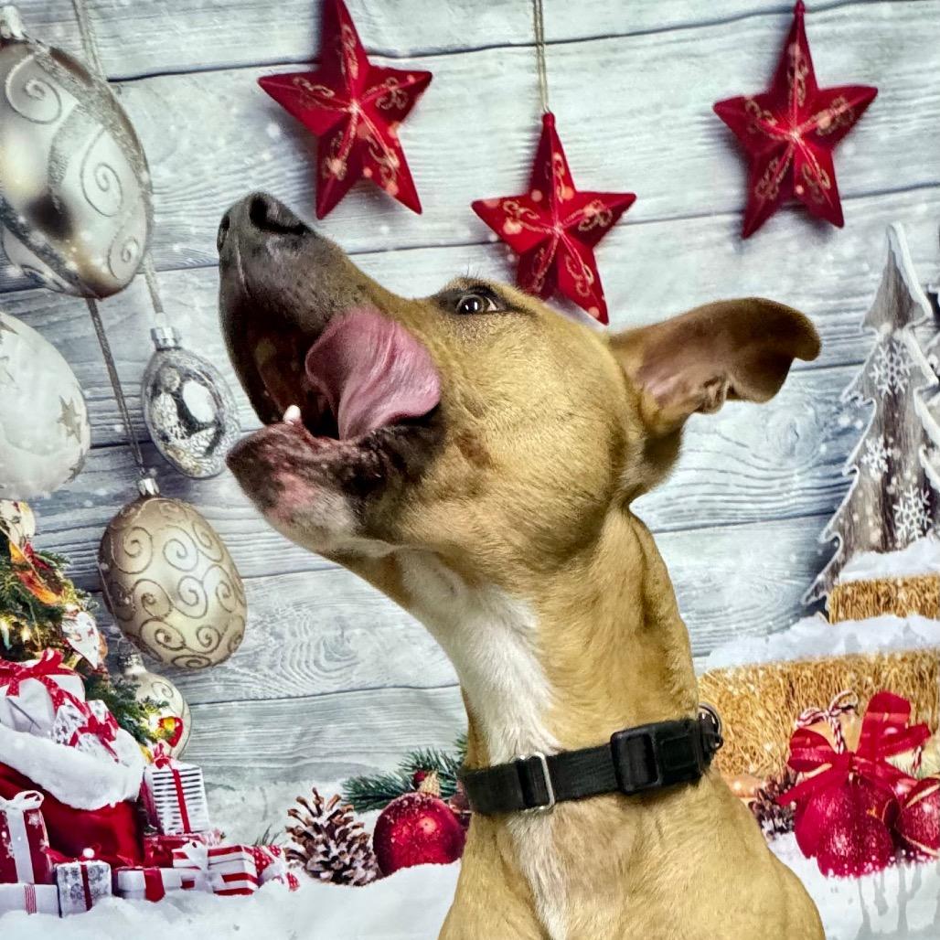 Enlarge Marshall, a Adoptable mixed breed in Franklin, NC image 5/6