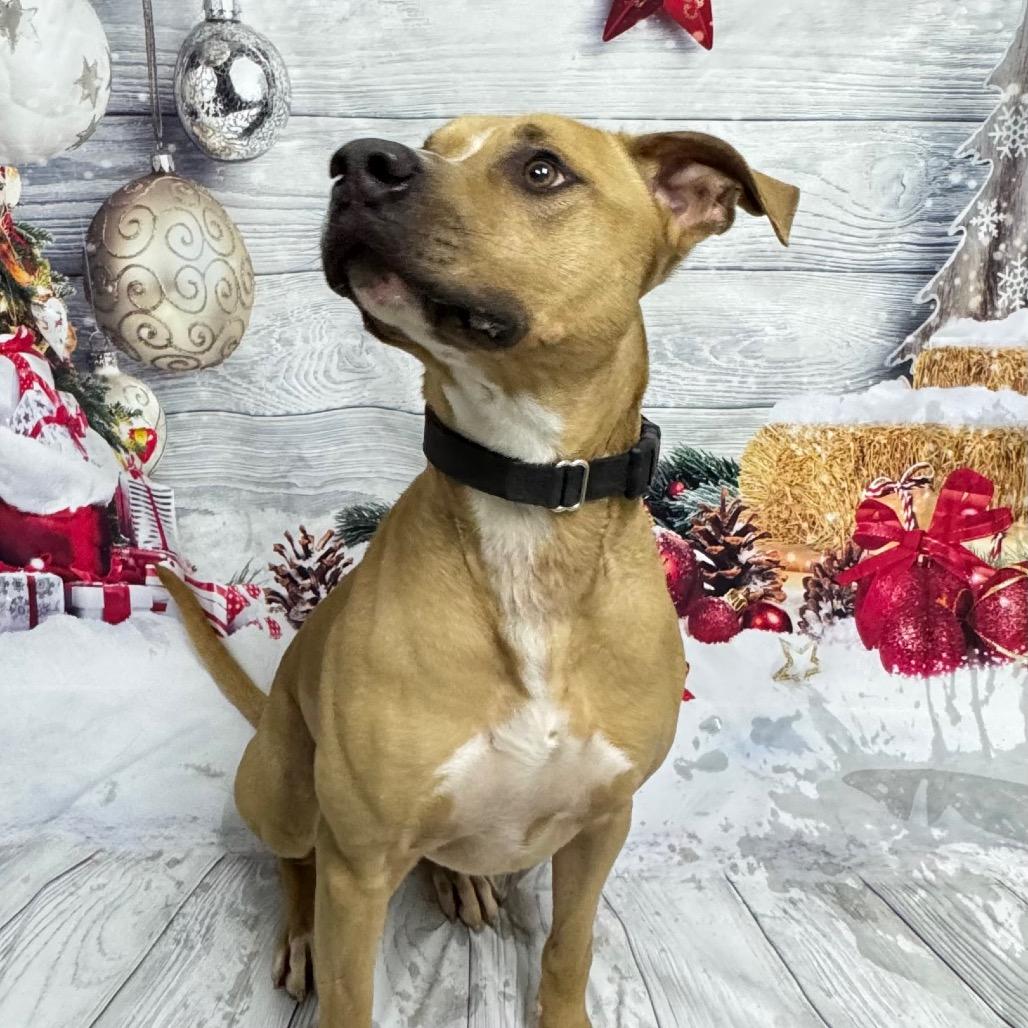 Enlarge Marshall, a Adoptable mixed breed in Franklin, NC image 6/6