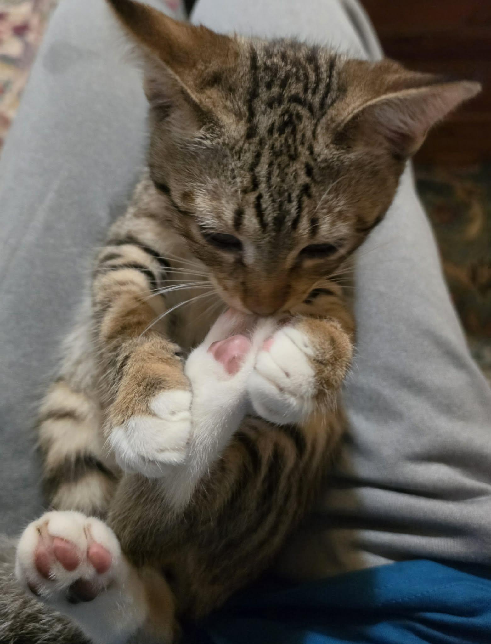 Enlarge Randall, a ADOPTABLE Domestic Short Hair in Belchertown, MA image 3/3