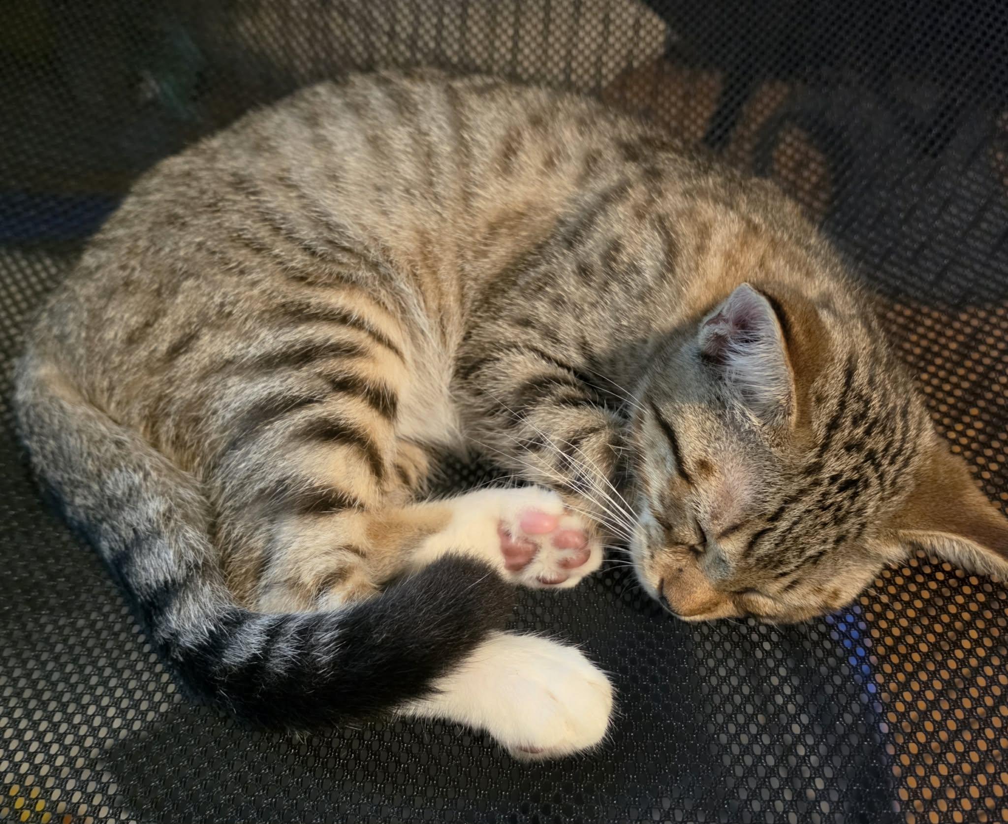Enlarge Randall, a ADOPTABLE Domestic Short Hair in Belchertown, MA image 2/3