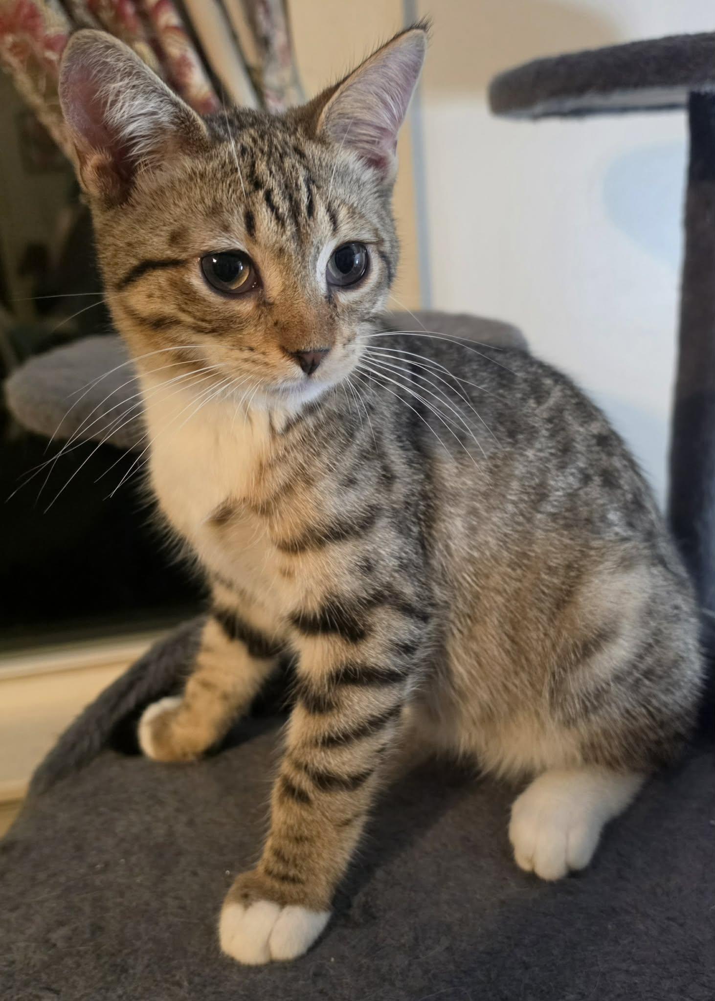 Randall, ADOPTABLE, Young Male Domestic Short Hair.