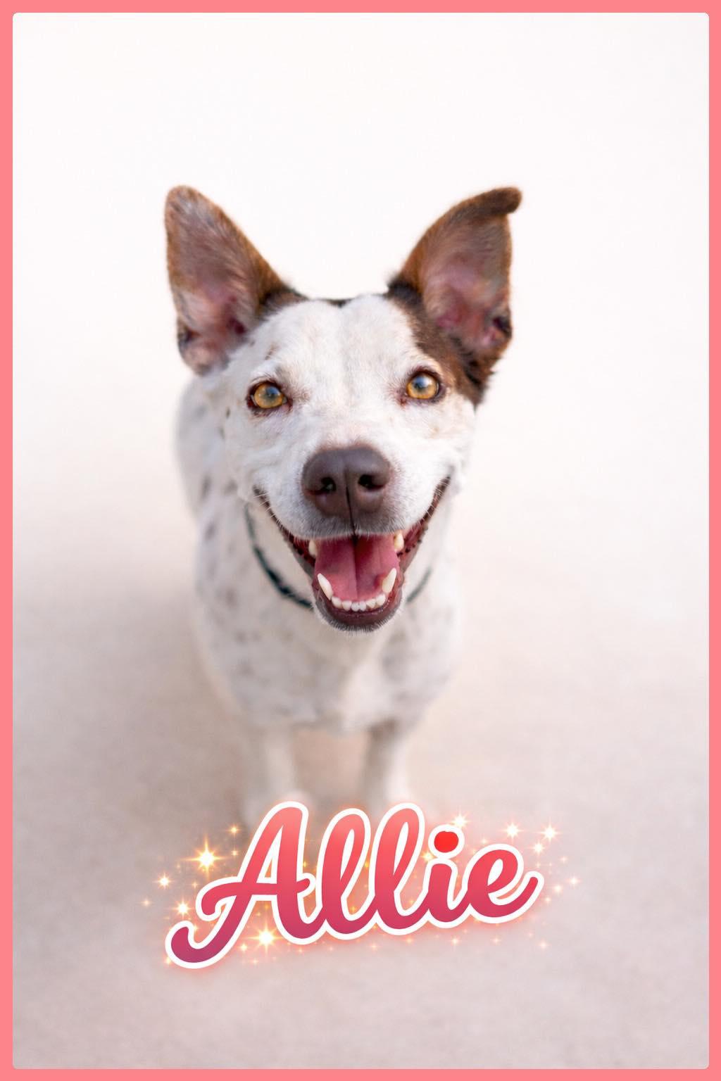 Enlarge Allie, a ADOPTABLE mixed breed in Bowie, TX image 1/1