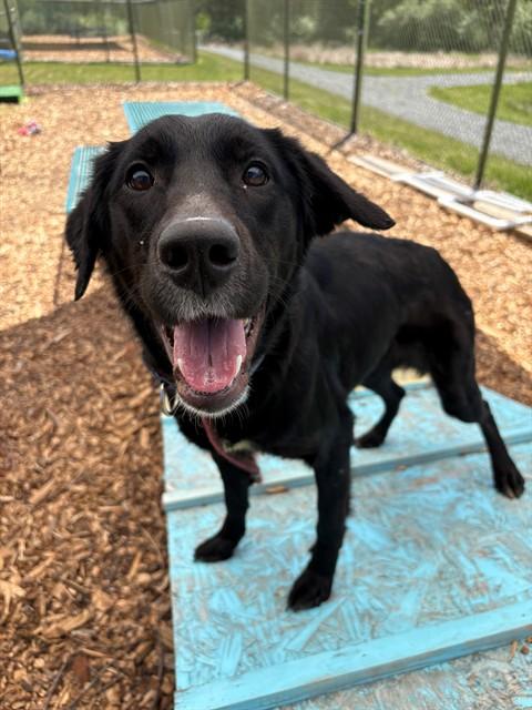 MACY, Adoptable, Young Female Labrador Retriever & English Setter.