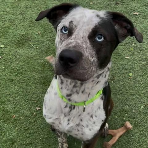 Sinatra, Adoptable, Young Male Catahoula Leopard Dog.