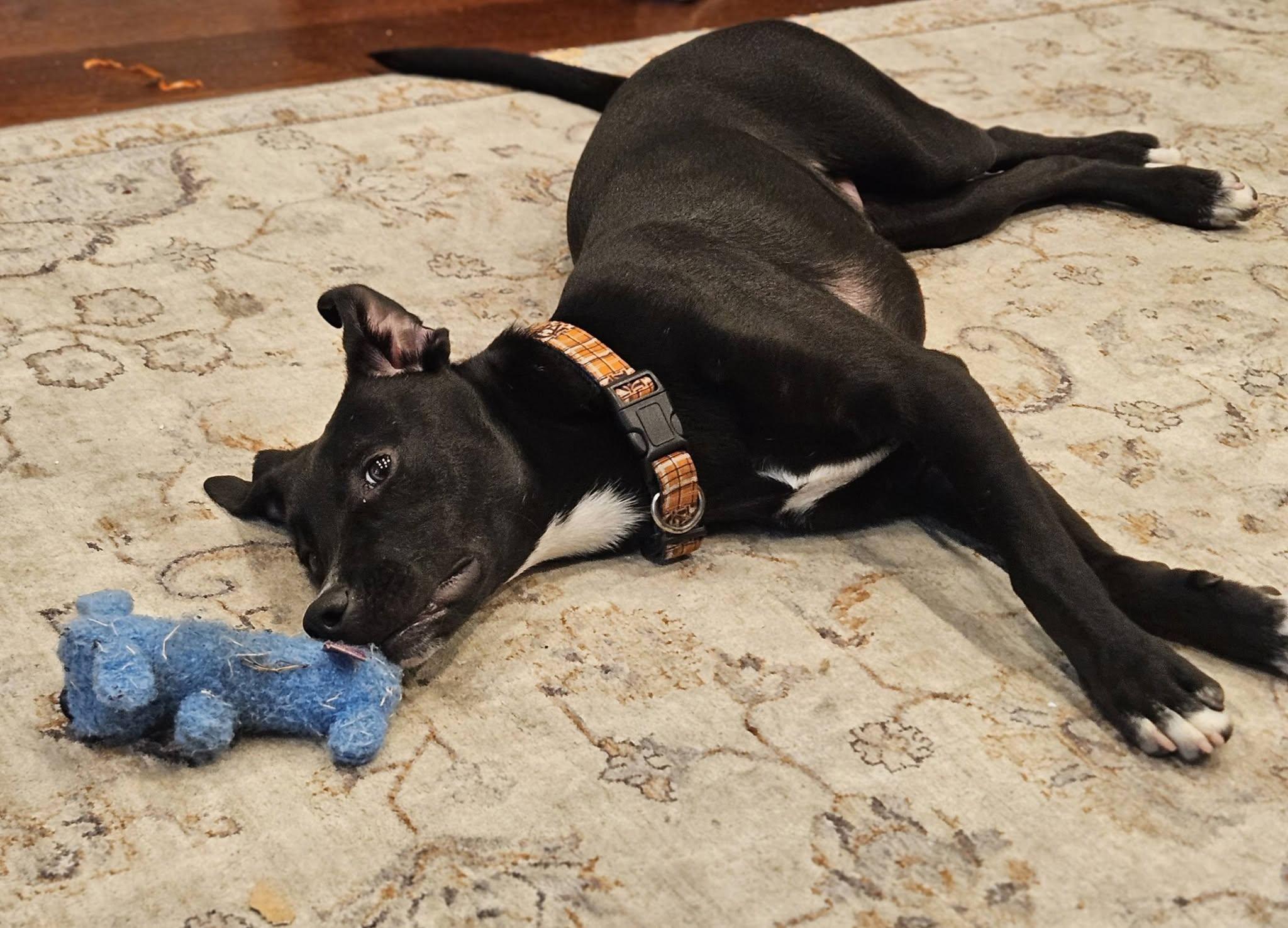 Enlarge Leo (aka Liam), a Adoptable mixed breed in Scranton, PA image 4/4