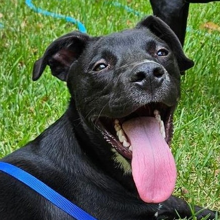 Leo (aka Liam), Adoptable, Puppy Male Black Labrador Retriever.
