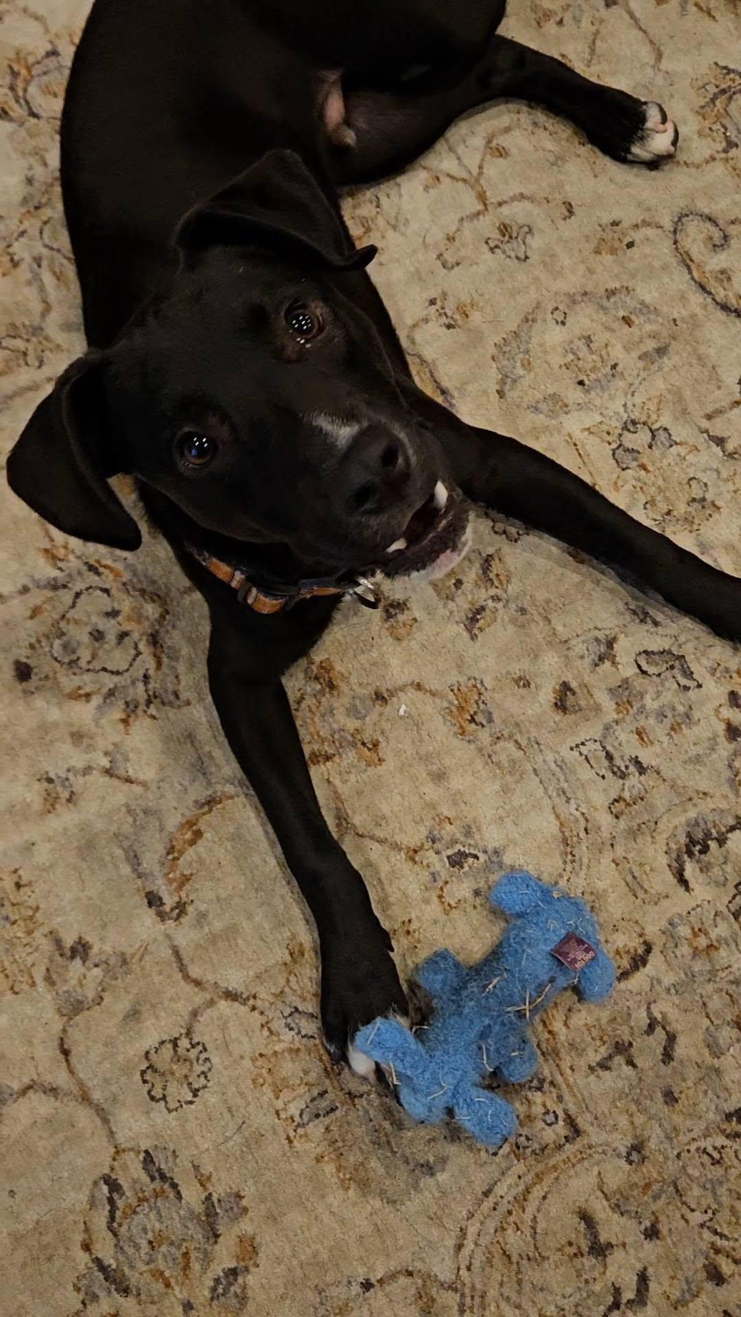 Enlarge Leo (aka Liam), a Adoptable mixed breed in Scranton, PA image 3/4