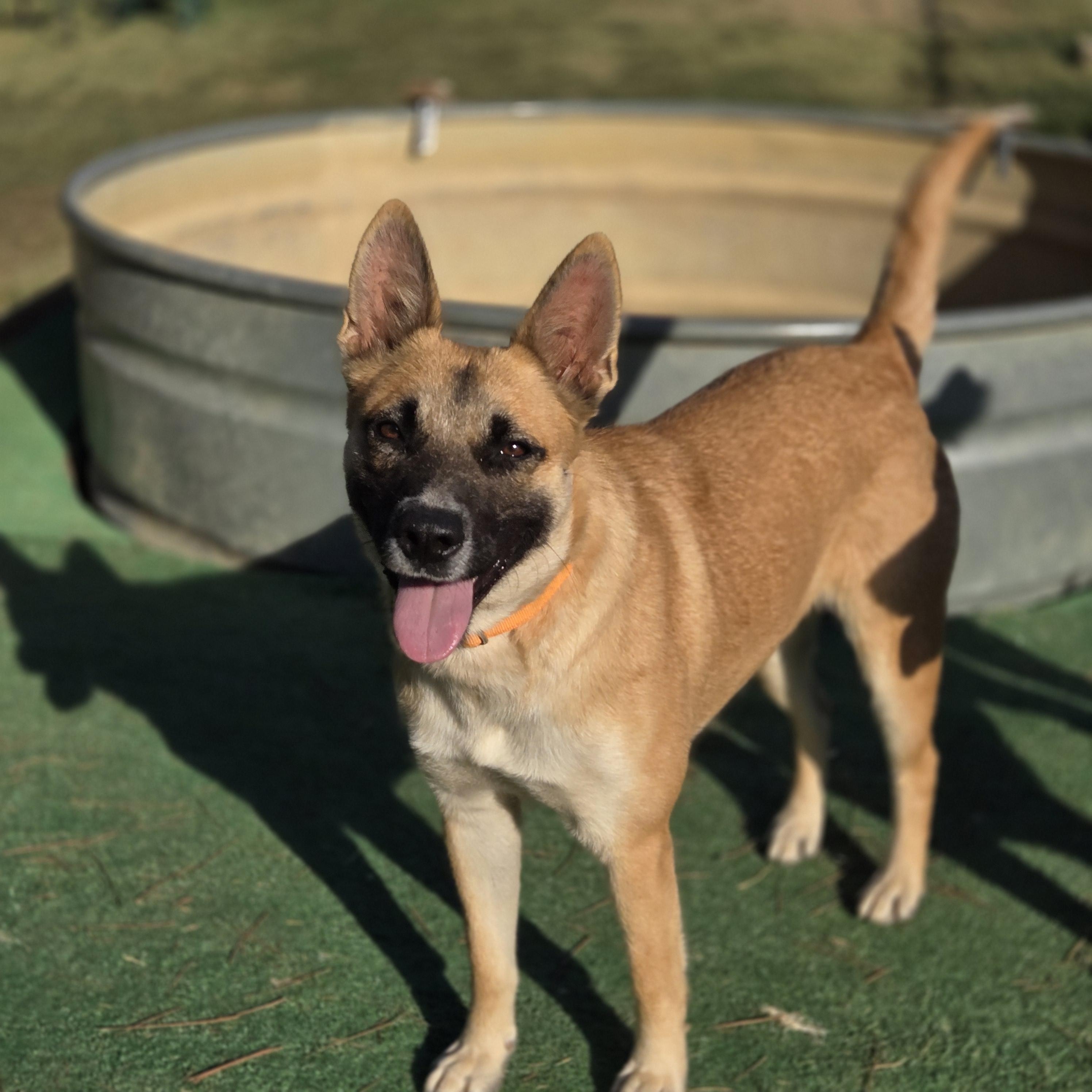 Enlarge Nell, a ADOPTABLE mixed breed in Mansfield, TX image 1/1