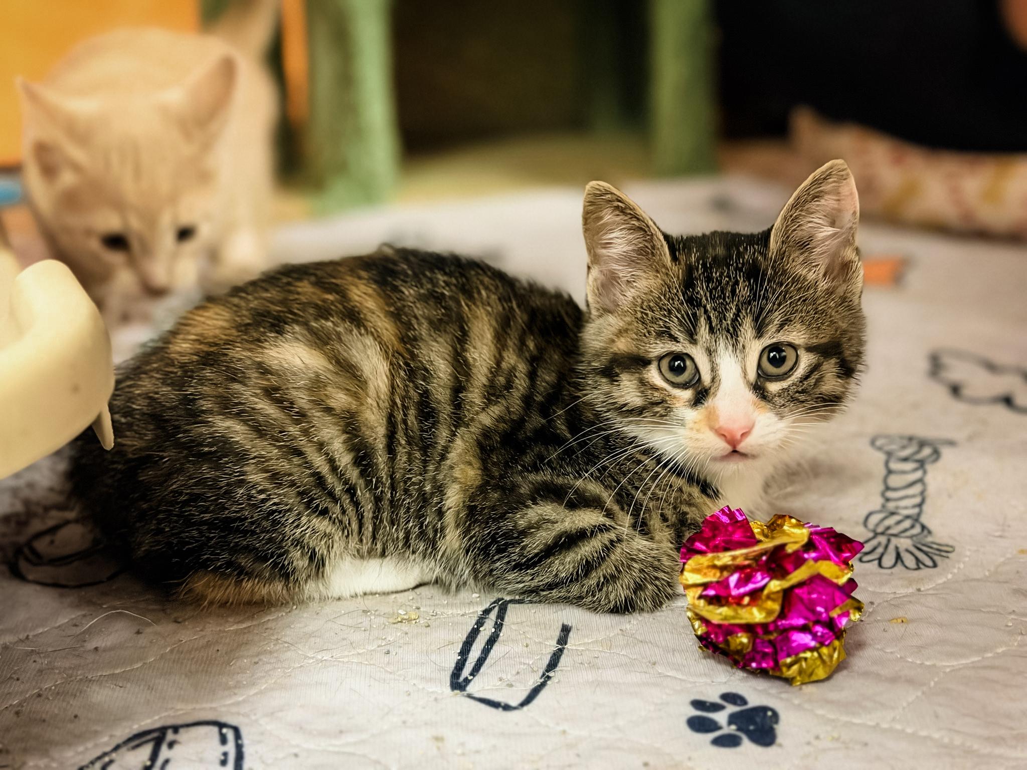 VENUS, a ADOPTABLE Domestic Short Hair in Philadelphia, PA image 5/5