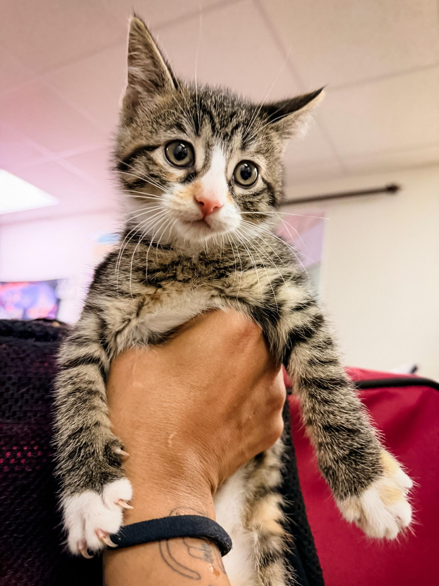 VENUS, a ADOPTABLE Domestic Short Hair in Philadelphia, PA image 2/5