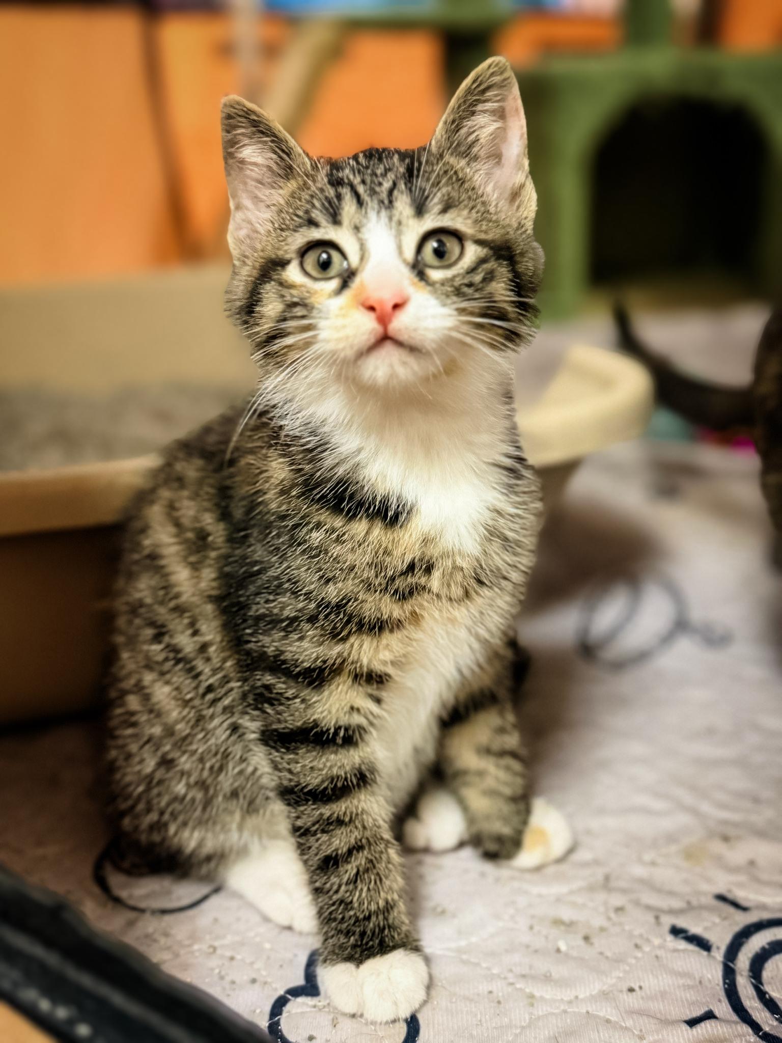 VENUS, ADOPTABLE, Kitten Female Domestic Short Hair.