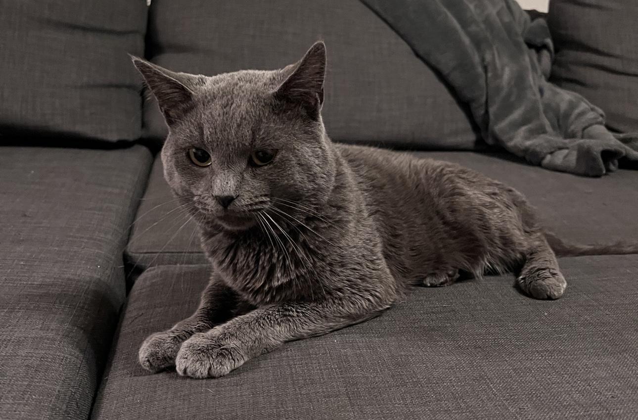 Enlarge Twitter, an adopted Domestic Short Hair in Los Angeles, CA image 2/6