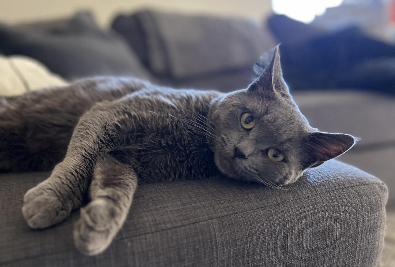 Enlarge Twitter, an adopted Domestic Short Hair in Los Angeles, CA image 3/6