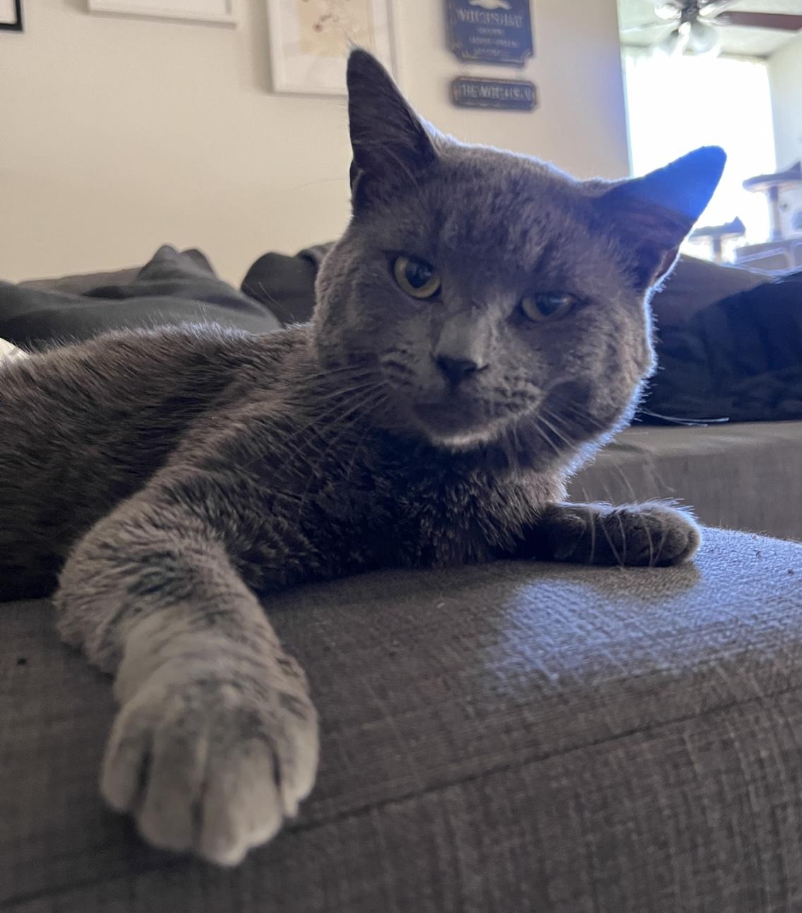 Twitter, adopted, Young Male Domestic Short Hair.