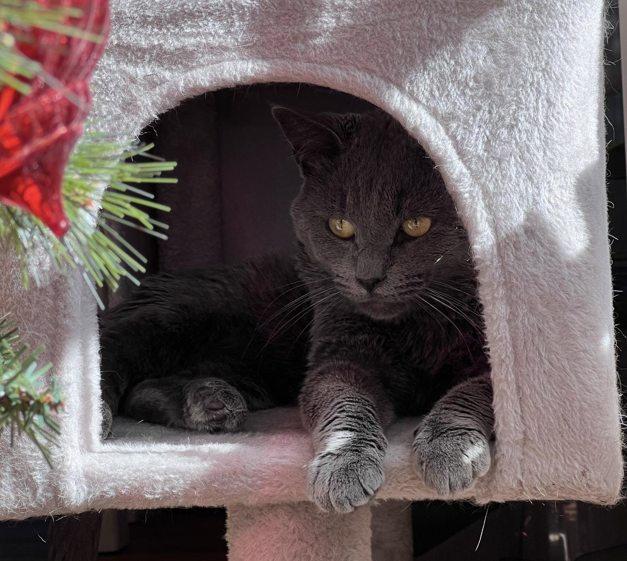 Enlarge Twitter, an adopted Domestic Short Hair in Los Angeles, CA image 5/6