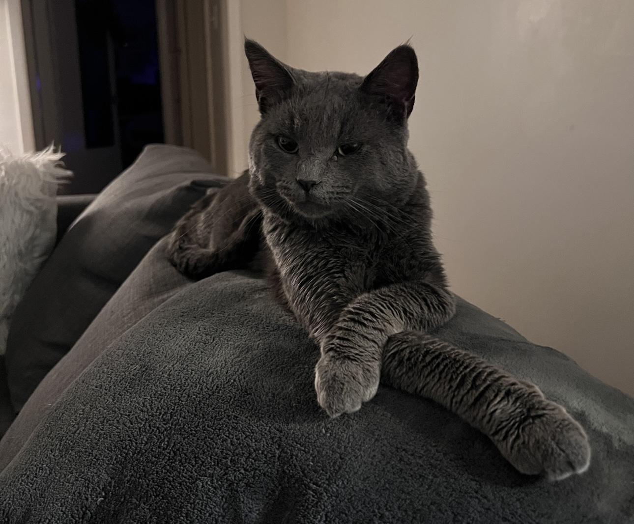 Enlarge Twitter, an adopted Domestic Short Hair in Los Angeles, CA image 6/6